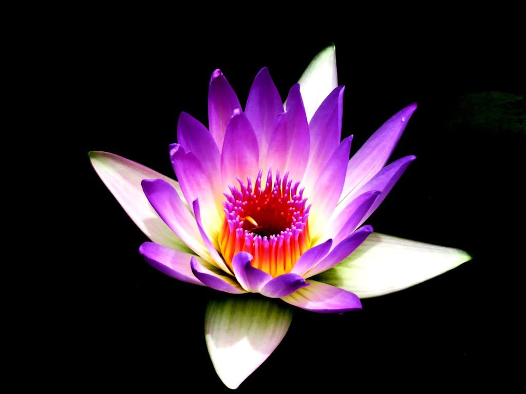 Stunning purple lotus flower with vibrant petals glowing against a black backdrop.